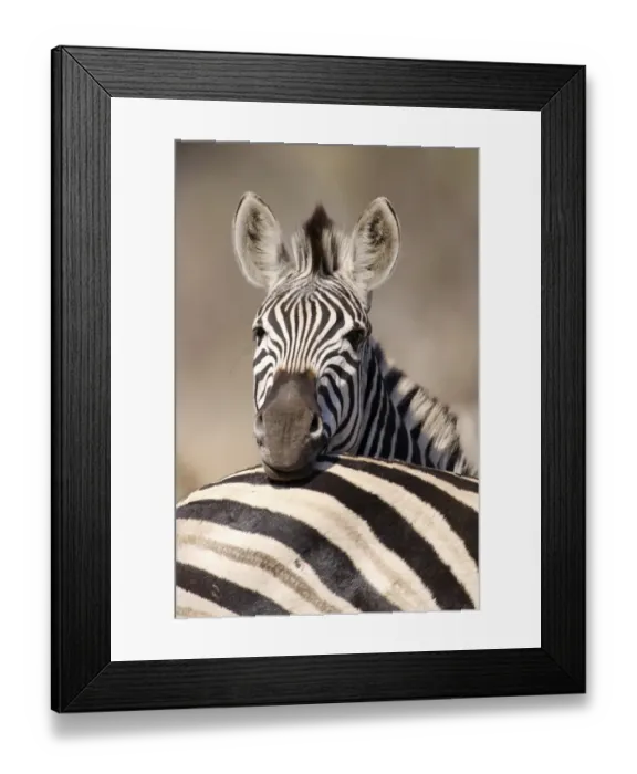 Framed Print : Common Zebra (Equus burchellii) adult, resting head on another adults back, Kruger N. P. South Africa Framed Print : Common Zebra (Equus burchellii) adult, resting head on another adults back, Kruger N. P. South Africa