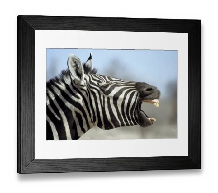 Framed Print : Common Zebra (Equus burchellii) adult, close-up of head, yawning, Kruger N. P. South Africa