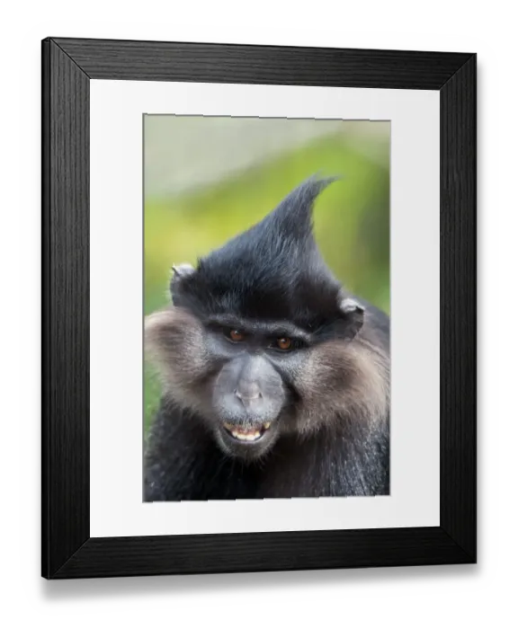 Framed Print : Black Crested Mangabey (Lophocebus aterrimus) adult, close-up of head (captive) Framed Print : Black Crested Mangabey (Lophocebus aterrimus) adult, close-up of head (captive)