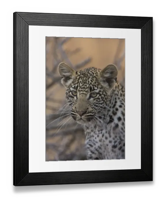 Framed Print : Young Leopard Framed Print : Young Leopard