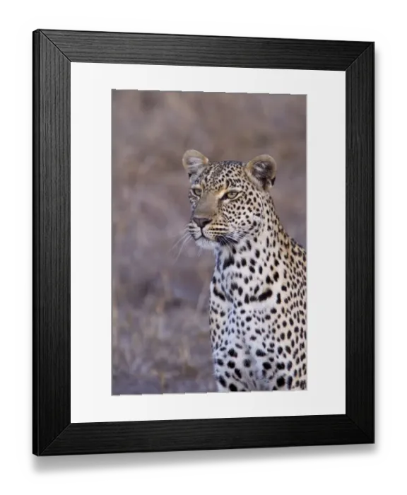 Framed Print : African Leopard - South Africa Framed Print : African Leopard - South Africa