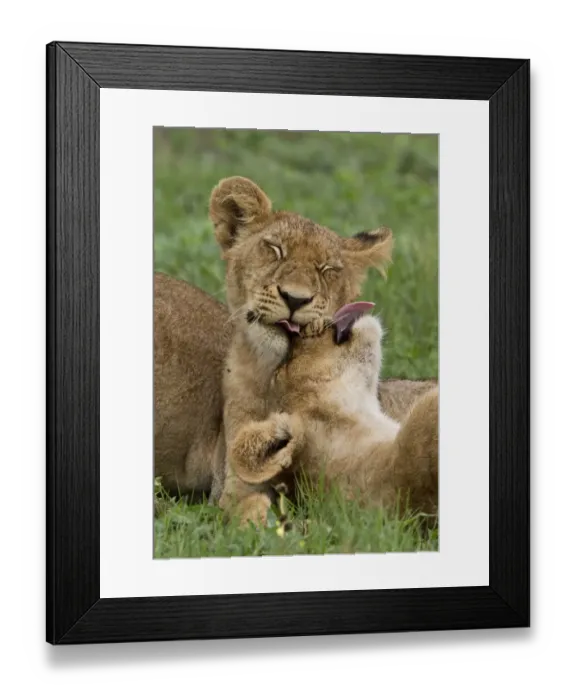 Framed Print : Two young African lion cubs lick each other Framed Print : Two young African lion cubs lick each other