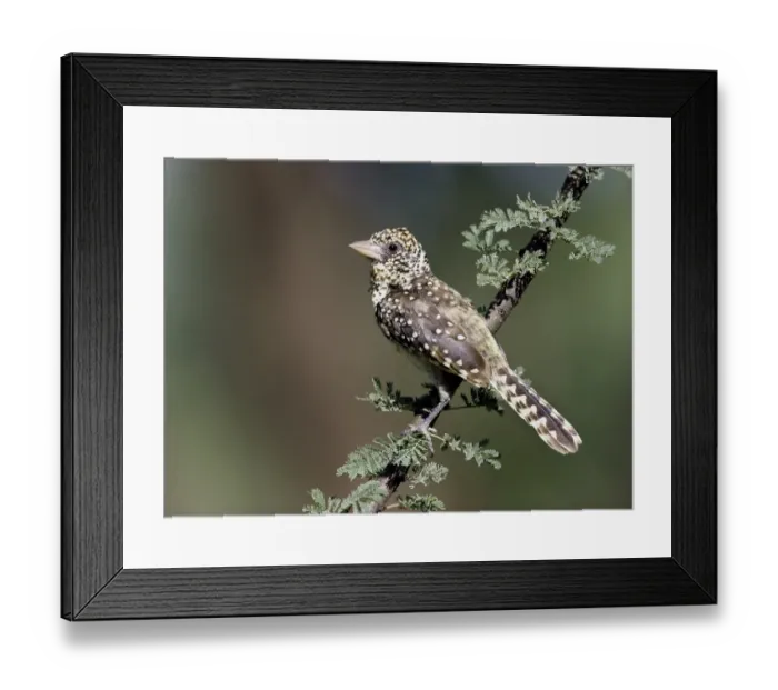 Framed Print : D Arnauds Barbet (Tachyphonus darnaudii) Adult perched on acacia branch, Kenya Framed Print : D Arnauds Barbet (Tachyphonus darnaudii) Adult perched on acacia branch, Kenya
