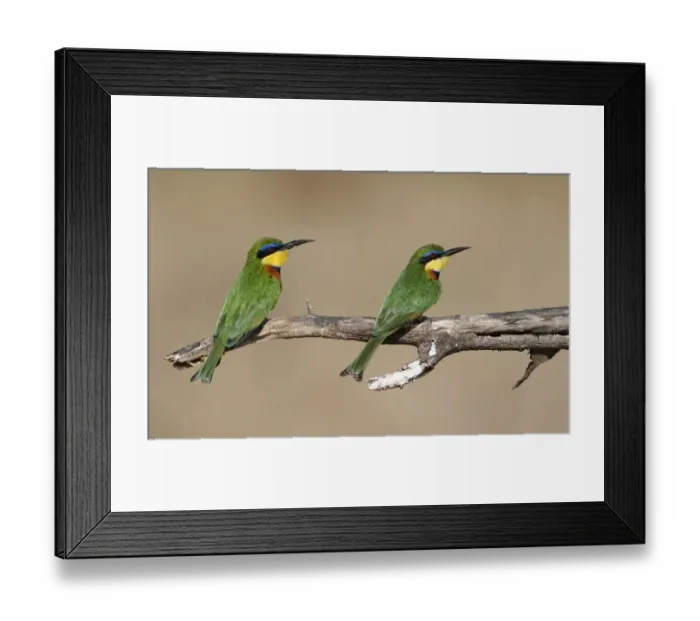 Framed Print : Little Bee-eater (Merops pusillus) Two adults perched on branch, Samburu, Kenya Framed Print : Little Bee-eater (Merops pusillus) Two adults perched on branch, Samburu, Kenya
