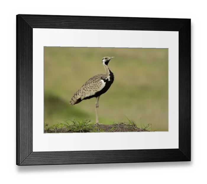 Framed Print : Black-bellied Bustard (Eupodotis melanogaster) adult male, Masai Mara, Kenya Framed Print : Black-bellied Bustard (Eupodotis melanogaster) adult male, Masai Mara, Kenya