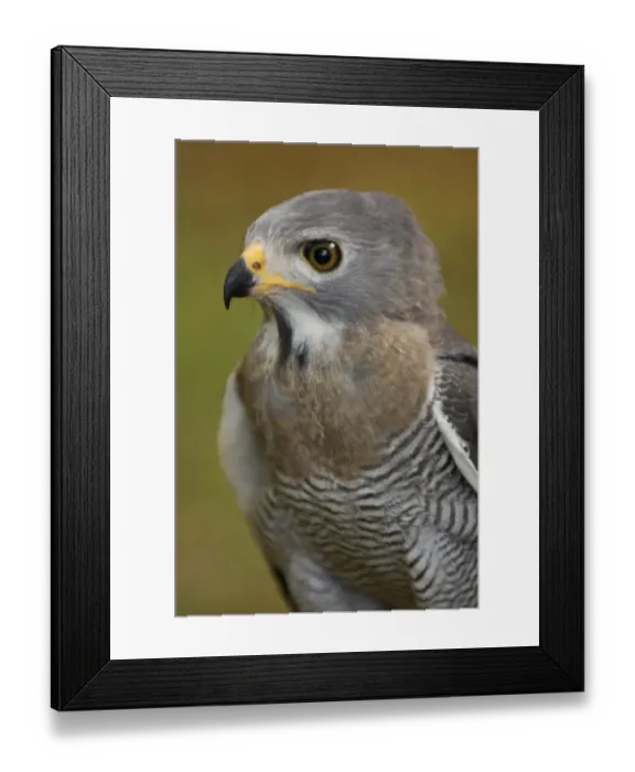 Framed Print : Lizard Buzzard (Kaupifalco monogrammicus) adult, close-up of head, Kenya Framed Print : Lizard Buzzard (Kaupifalco monogrammicus) adult, close-up of head, Kenya