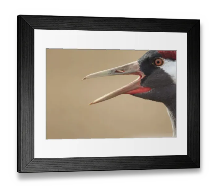 Framed Print : Common Crane (Grus grus) adult, close-up of head, calling, Lake Hornborga, Sweden Framed Print : Common Crane (Grus grus) adult, close-up of head, calling, Lake Hornborga, Sweden
