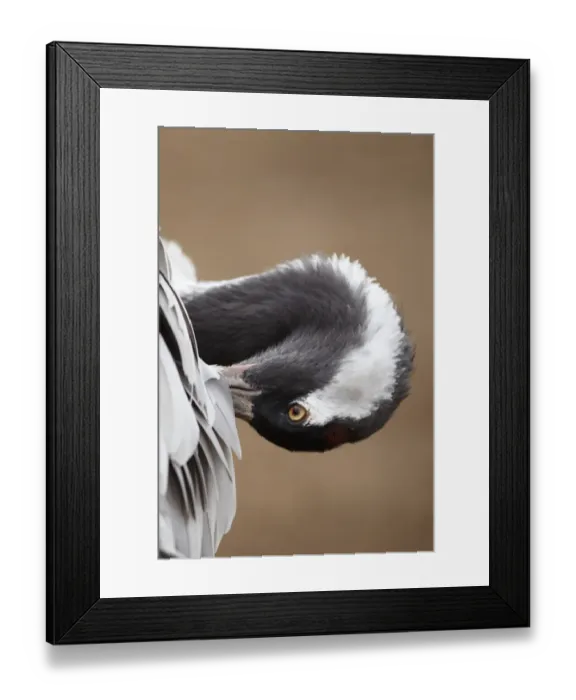 Framed Print : Common Crane (Grus grus) adult, close-up of head and neck, preening wing feathers, Lake Hornborga, Sweden Framed Print : Common Crane (Grus grus) adult, close-up of head and neck, preening wing feathers, Lake Hornborga, Sweden