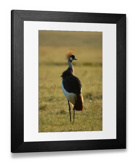 Framed Print : Grey Crowned-crane (Balearica regulorum) adult standing, backlit, Masaii Mara, Kenya Framed Print : Grey Crowned-crane (Balearica regulorum) adult standing, backlit, Masaii Mara, Kenya
