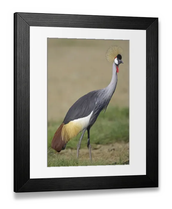 Framed Print : Grey Crowned-crane (Balearica regulorum) adult, Kenya