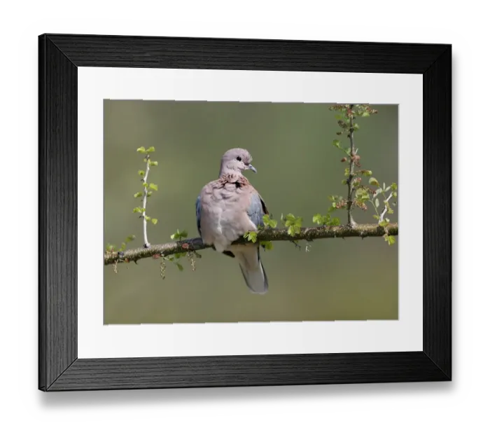 Framed Print : Laughing Dove (Streptopelia senegalensis) Adult resting on branch, Kenya Framed Print : Laughing Dove (Streptopelia senegalensis) Adult resting on branch, Kenya