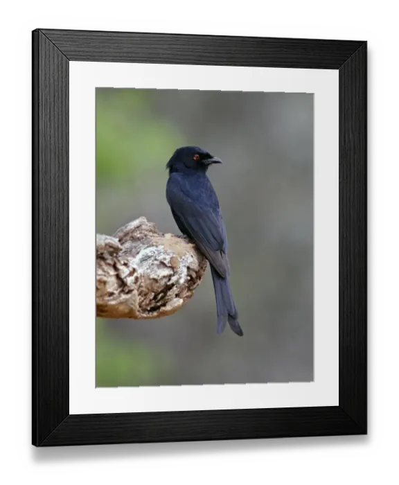 Framed Print : Fork-tailed Drongo (Dicrurus adsimilis) Common Drongo, Adult perched, Kenya Framed Print : Fork-tailed Drongo (Dicrurus adsimilis) Common Drongo, Adult perched, Kenya