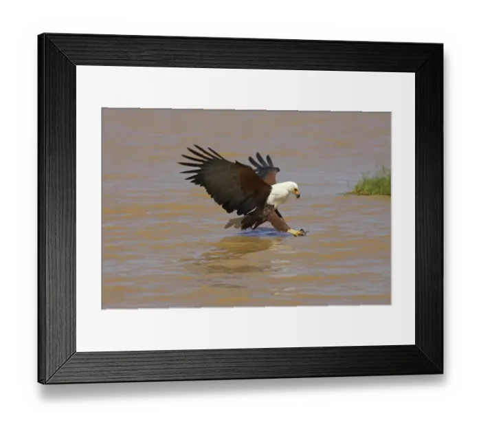 Framed Print : African Fish Eagle (Haliaeetus vocifer) adult fishing, in flight over lake, Kenya