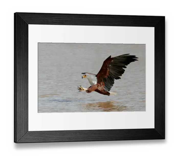 Framed Print : African Fish Eagle (Haliaeetus vocifer) adult, in flight, fishing, Lake Baringo, Kenya Framed Print : African Fish Eagle (Haliaeetus vocifer) adult, in flight, fishing, Lake Baringo, Kenya