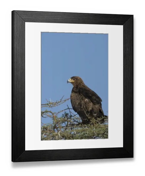 Framed Print : Tawny Eagle (Aquila rapax) On Acacia tree - Kenya Framed Print : Tawny Eagle (Aquila rapax) On Acacia tree - Kenya