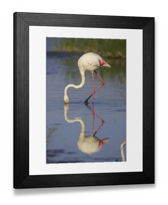 Framed Print : Greater Flamingo (Phoenicopterus ruber) adult feeding, Kenya Framed Print : Greater Flamingo (Phoenicopterus ruber) adult feeding, Kenya