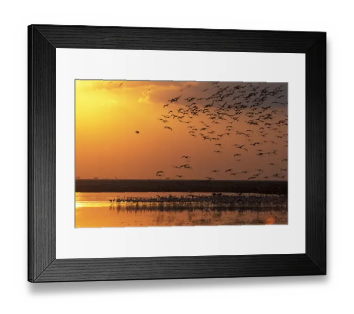 Framed Print : Lesser Flamingo (Phoeniconaias minor) At sunset - Kenya