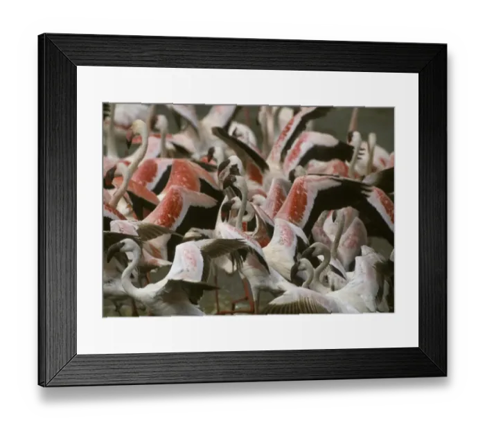 Framed Print : Lesser Flamingos (Phoeniconaias minor) Lake Nakuru, Kenya