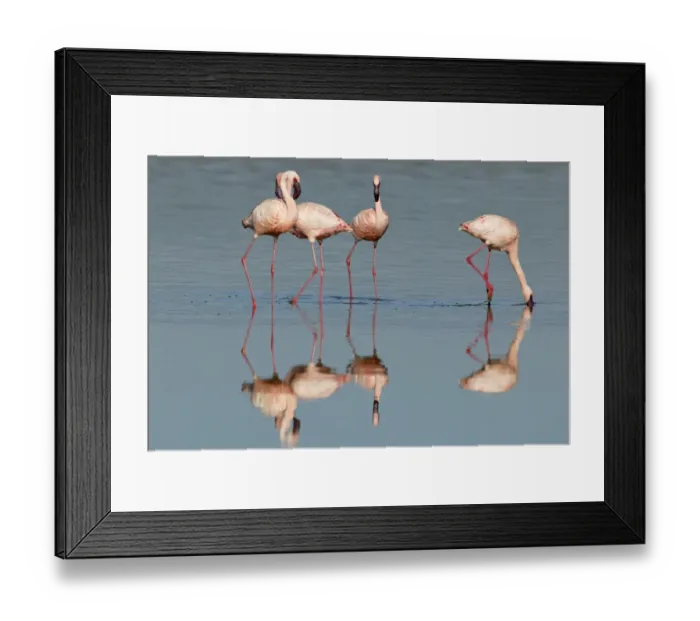 Framed Print : Lesser Flamingo (Phoenicopterus minor) Adults feeding - Lake Nakuru, Kenya Framed Print : Lesser Flamingo (Phoenicopterus minor) Adults feeding - Lake Nakuru, Kenya
