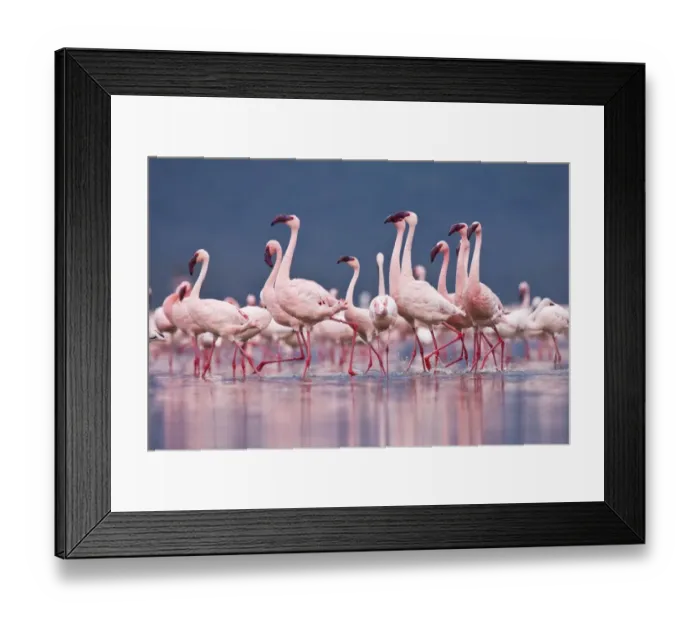 Framed Print : Lesser Flamingo (Phoenicopterus minor) flock, treading water, courtship dance, Lake Nakuru, Great Rift Valley, Kenya Framed Print : Lesser Flamingo (Phoenicopterus minor) flock, treading water, courtship dance, Lake Nakuru, Great Rift Valley, Kenya