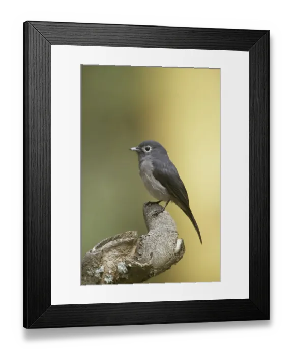 Framed Print : White-eyed Slaty Flycatcher (Melaenornis fischeri) Kenya Framed Print : White-eyed Slaty Flycatcher (Melaenornis fischeri) Kenya
