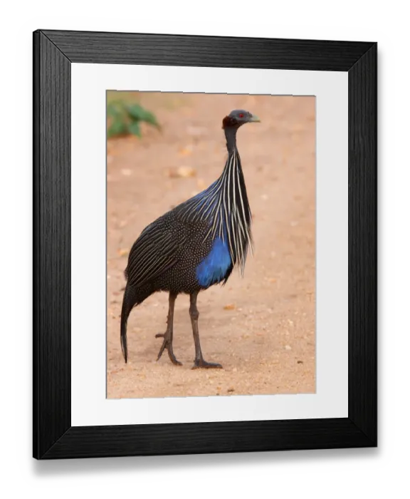 Framed Print : Vulturine Guineafowl (Acryllium vulturinum) adult, walking on track, Tsavo West N. P. Kenya, november Framed Print : Vulturine Guineafowl (Acryllium vulturinum) adult, walking on track, Tsavo West N. P. Kenya, november