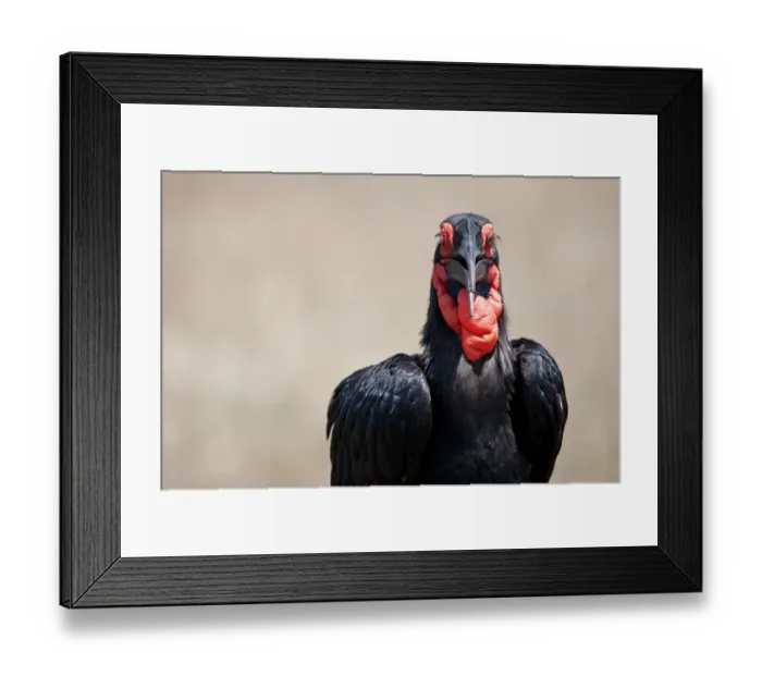 Framed Print : Southern Ground Hornbill (Bucorvus leadbeateri) adult, close-up of head and neck, Masai Mara, Kenya