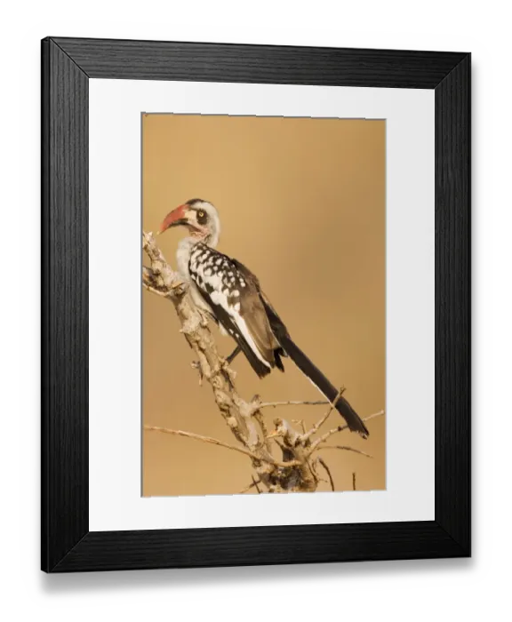 Framed Print : Tanzanian Red-billed Hornbill (Tockus erythrorhynchus ruahae) adult perched, Ruaha N. P. Tanzania Framed Print : Tanzanian Red-billed Hornbill (Tockus erythrorhynchus ruahae) adult perched, Ruaha N. P. Tanzania