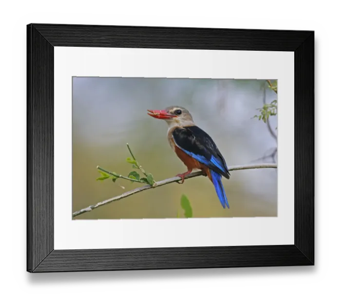Framed Print : Grey-headed Kingfisher (Halcyon leucocephala) adult male, with grasshopper in beak, perched on stem, Samburu, Kenya Framed Print : Grey-headed Kingfisher (Halcyon leucocephala) adult male, with grasshopper in beak, perched on stem, Samburu, Kenya