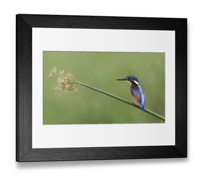 Framed Print : Malachite Kingfisher (Alcedo cristata) Juvenile perched on reed stem - Lake Baringo, Kenya Framed Print : Malachite Kingfisher (Alcedo cristata) Juvenile perched on reed stem - Lake Baringo, Kenya