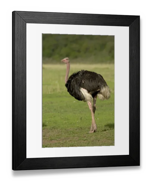Framed Print : Ostrich (Struthio camelus) adult male, walking, Masai Mara, Kenya
