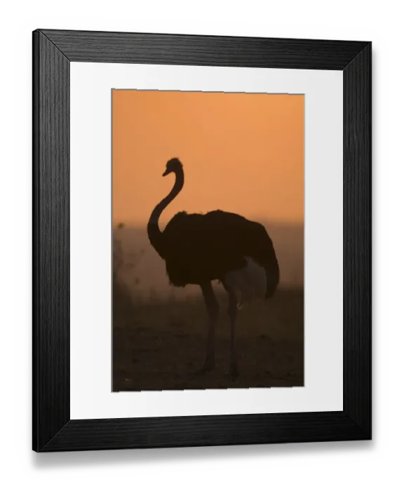 Framed Print : Ostrich (Struthio camelus) adult male, silhouetted at sunset, Tarangire N. P. Tanzania Framed Print : Ostrich (Struthio camelus) adult male, silhouetted at sunset, Tarangire N. P. Tanzania