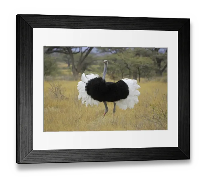 Framed Print : Somali Ostrich (Struthio camelus molybdophanes) adult male displaying, Kenya Framed Print : Somali Ostrich (Struthio camelus molybdophanes) adult male displaying, Kenya