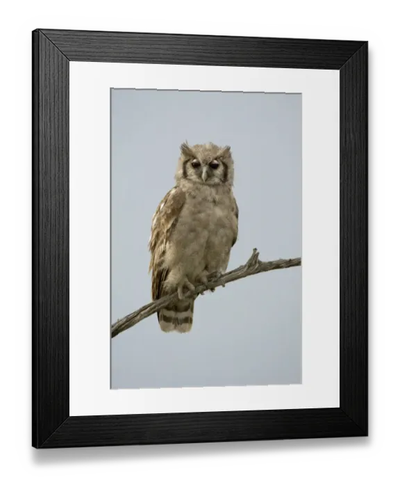 Framed Print : Verreauxs Eagle-owl (Bubo lacteus) adult, perched on branch, Masai Mara, Kenya Framed Print : Verreauxs Eagle-owl (Bubo lacteus) adult, perched on branch, Masai Mara, Kenya