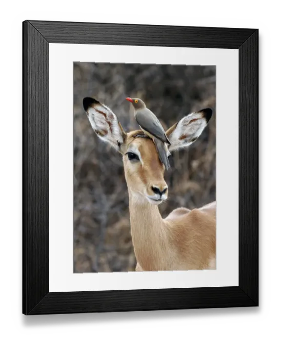 Framed Print : Red-billed Oxpecker (Buphagus erythrorhynchus) Adult on head of Impala antelope, Samburu, Kenya Framed Print : Red-billed Oxpecker (Buphagus erythrorhynchus) Adult on head of Impala antelope, Samburu, Kenya