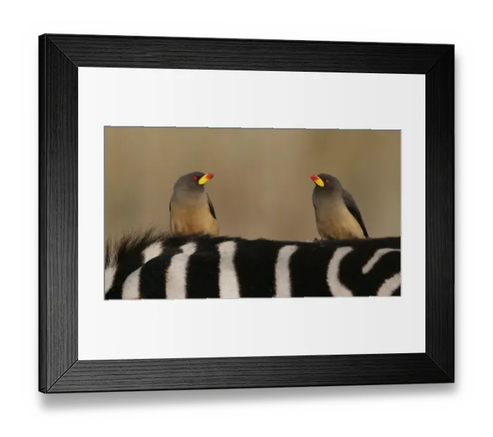 Framed Print : Yellow-billed Oxpecker (Buphagus africanus) Two adults perched on Common Zebra, Masai Mara, Kenya Framed Print : Yellow-billed Oxpecker (Buphagus africanus) Two adults perched on Common Zebra, Masai Mara, Kenya