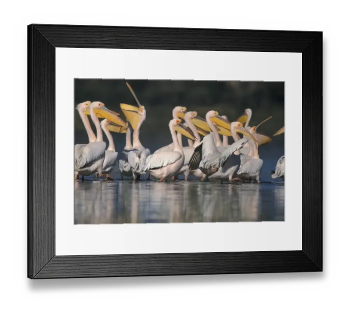 Framed Print : Great White Pelicans (Pelacanus onocrotalus) Group - Lake Baringo, Kenya Framed Print : Great White Pelicans (Pelacanus onocrotalus) Group - Lake Baringo, Kenya