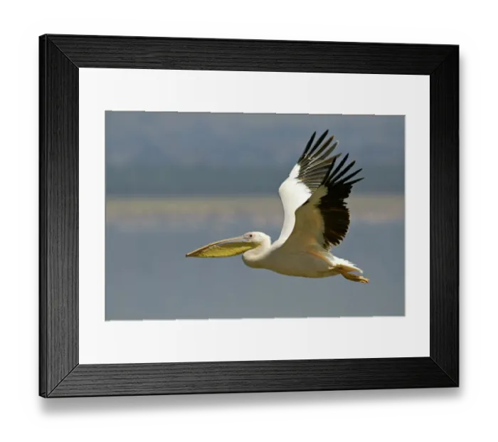 Framed Print : Great White Pelican (Pelecanus onocrotalus) adult, in flight, Lake Nakuru, Kenya