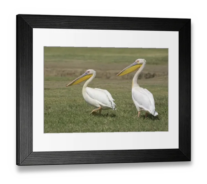 Framed Print : Great White Pelican (Pelecanus onocrotalus) two adults, walking, Kenya Framed Print : Great White Pelican (Pelecanus onocrotalus) two adults, walking, Kenya