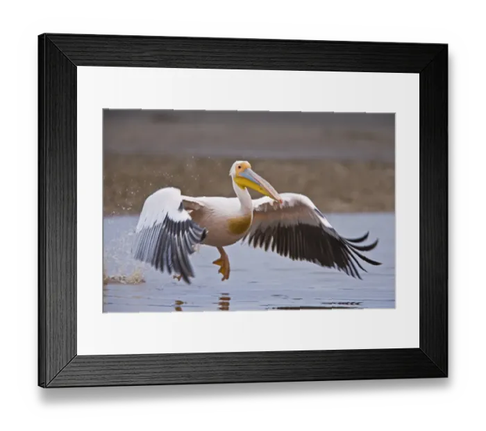 Framed Print : Great White Pelican (Pelecanus onocrotalus) adult, in flight, taking off from water, Lake Nakuru, Great Rift Valley Framed Print : Great White Pelican (Pelecanus onocrotalus) adult, in flight, taking off from water, Lake Nakuru, Great Rift Valley