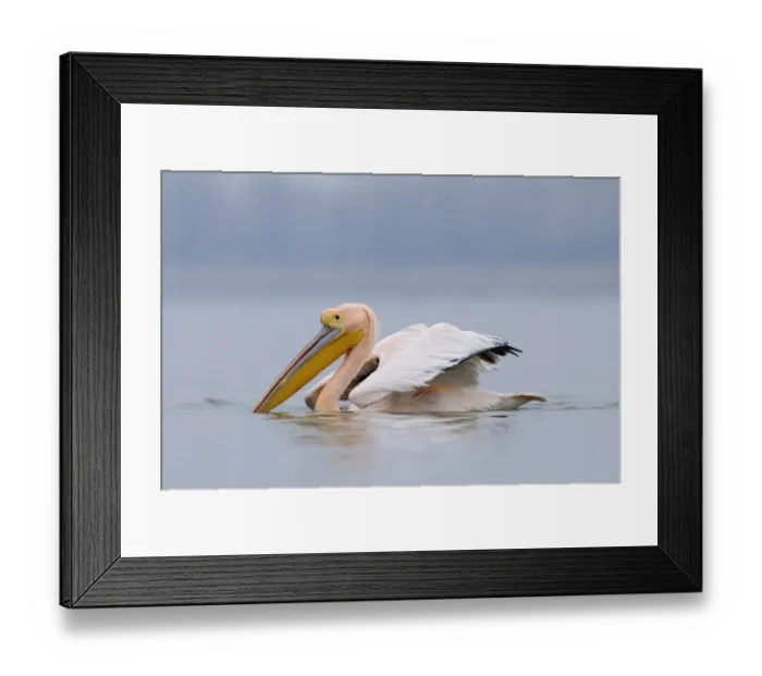 Framed Print : Great White Pelican (Pelecanus onocrotalus) adult, in breeding plumage, swimming, Lake Kerkini, Macedonia, Greece Framed Print : Great White Pelican (Pelecanus onocrotalus) adult, in breeding plumage, swimming, Lake Kerkini, Macedonia, Greece