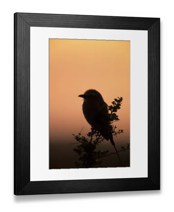 Framed Print : Lilac-breasted Roller (Coracias caudata) Perched on bush - at dawn - Massai Mara, Kenya