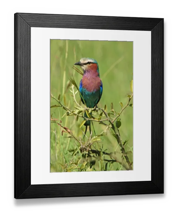 Framed Print : Lilac-breasted Roller (Coracias caudata) adult perched, Masaii Mara, Kenya Framed Print : Lilac-breasted Roller (Coracias caudata) adult perched, Masaii Mara, Kenya
