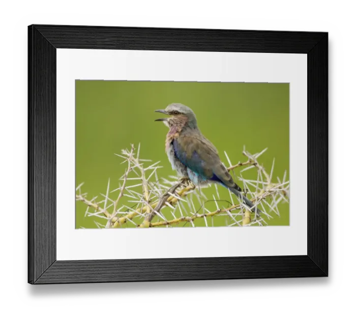 Framed Print : Lilac-breasted Roller (Coracias caudata) adult perched, calling from thorn bush, Tarangire N. P. Tanzania Framed Print : Lilac-breasted Roller (Coracias caudata) adult perched, calling from thorn bush, Tarangire N. P. Tanzania