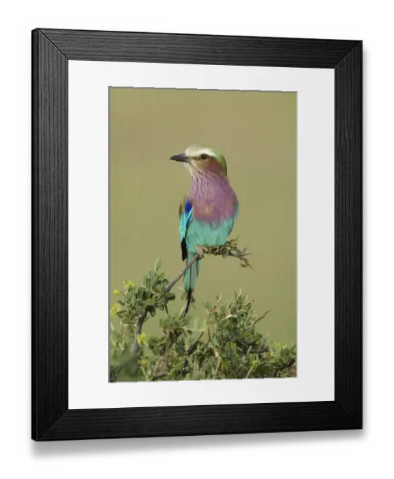 Framed Print : Lilac-breasted Roller (Coracias caudata) adult, perched on branch, Serengeti N. P. Tanzania Framed Print : Lilac-breasted Roller (Coracias caudata) adult, perched on branch, Serengeti N. P. Tanzania