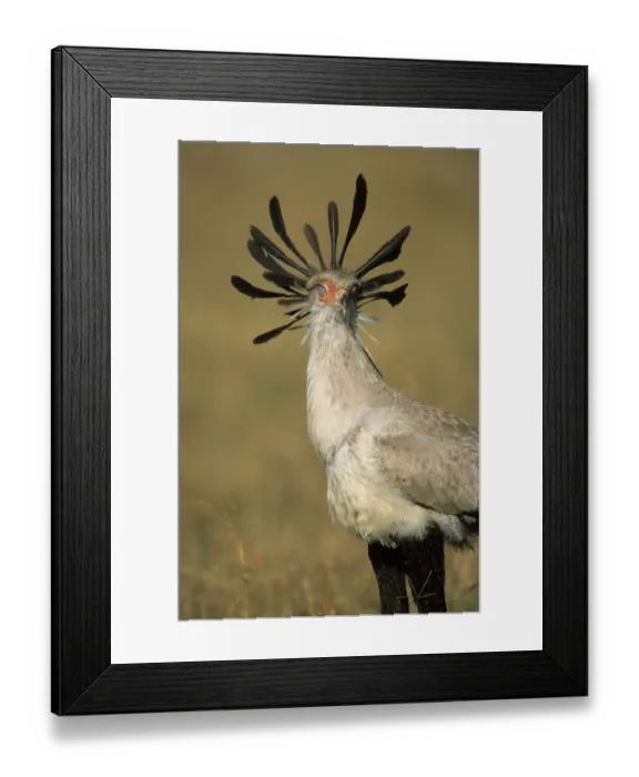 Framed Print : Secretary Bird (Sagittarius serpentarius) Close-up - Massai Mara Wildlife Preserve, Kenya Framed Print : Secretary Bird (Sagittarius serpentarius) Close-up - Massai Mara Wildlife Preserve, Kenya