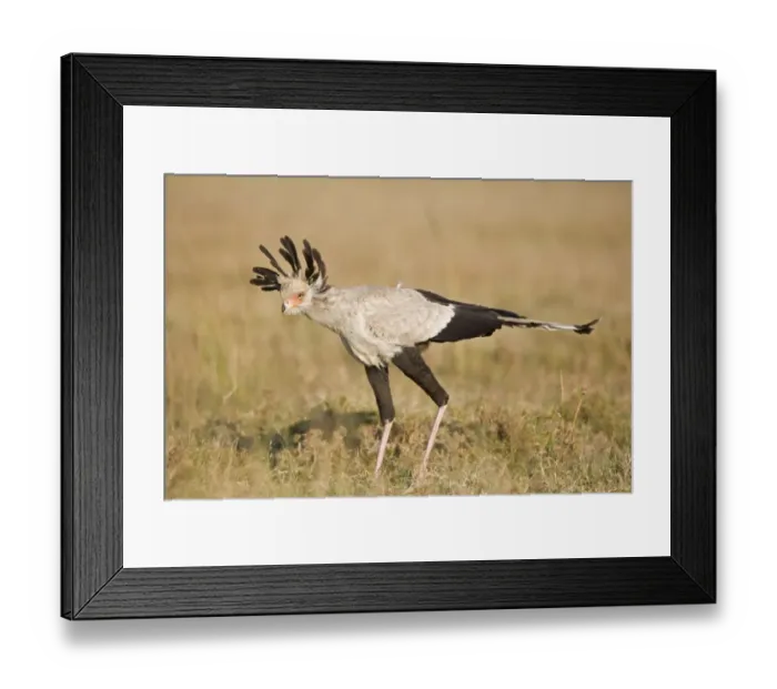 Framed Print : Secretary-bird (Sagittarius serpentarius) juvenile, stalking in short grass, Masai Mara, Kenya Framed Print : Secretary-bird (Sagittarius serpentarius) juvenile, stalking in short grass, Masai Mara, Kenya