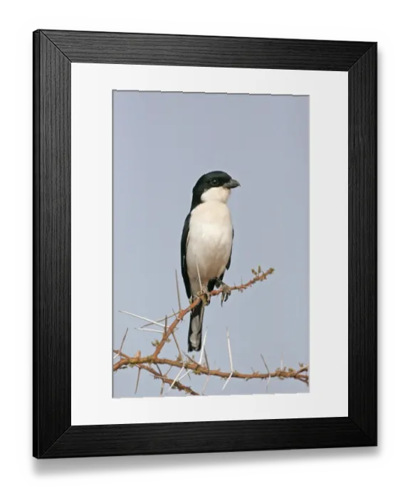 Framed Print : Taita Fiscal (Lanius dorsalis) adult, perched on acacia branch, Samburu, Kenya Framed Print : Taita Fiscal (Lanius dorsalis) adult, perched on acacia branch, Samburu, Kenya