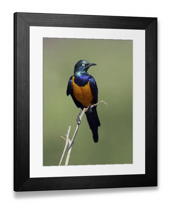 Framed Print : Golden-breasted Starling (Cosmopsarus regius) Adult perched on twig - Samburu, Kenya