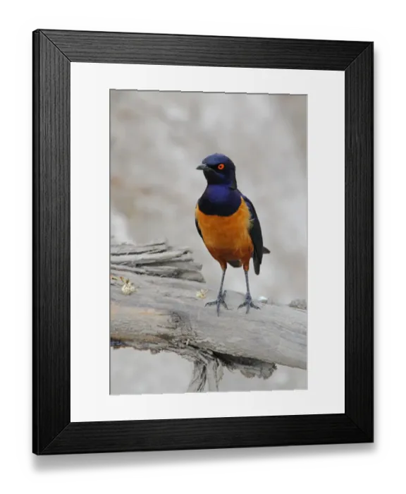 Framed Print : Hildebrandts Starling (Lamprotornis hildebrandti) adult, perched on branch, Lake Naivasha, Kenya, october Framed Print : Hildebrandts Starling (Lamprotornis hildebrandti) adult, perched on branch, Lake Naivasha, Kenya, october
